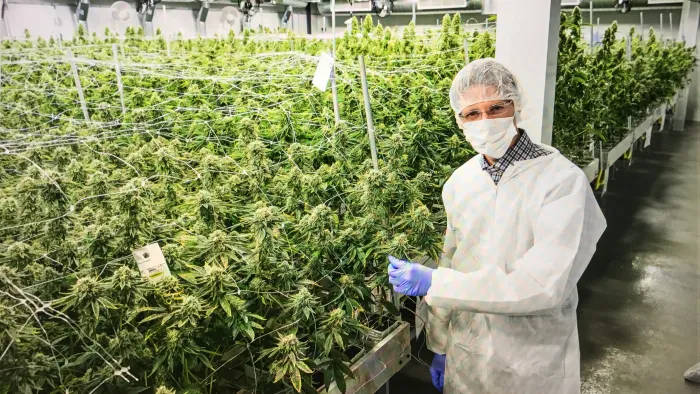 Alivitta specialist inside the cultivation facility