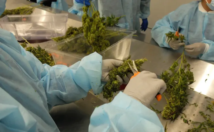 Alivitta team hand-trimming hemp